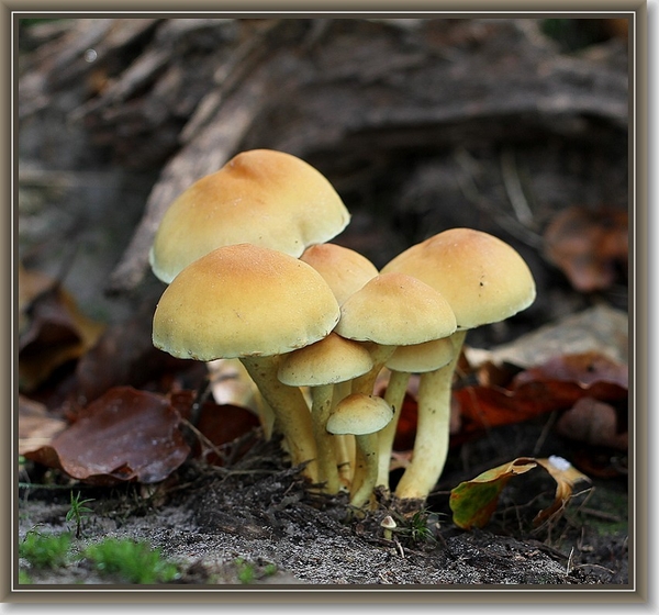 Gewone zwavelkop - Hypholoma fasciculare (2)