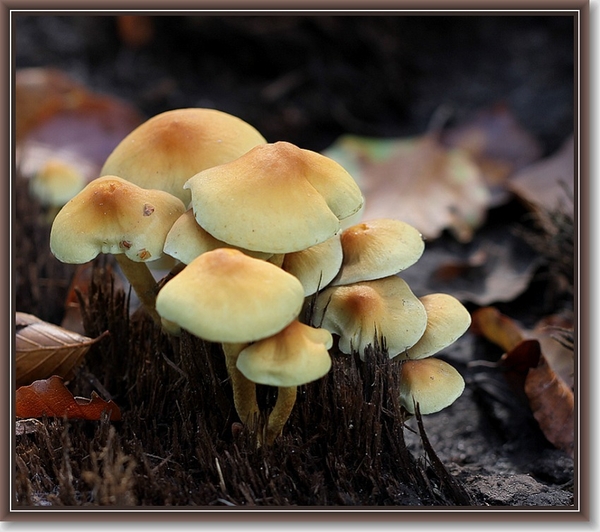Gewone zwavelkop - Hypholoma fasciculare (3)