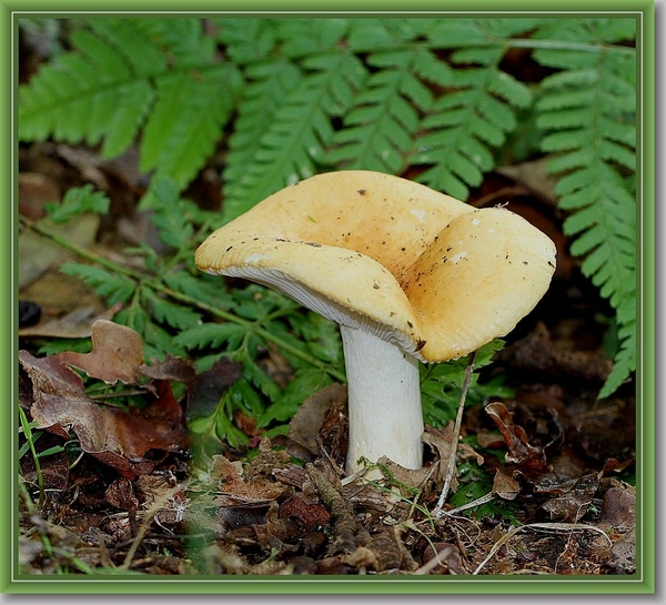 Geelwitte russula -  Russula ochroleuca