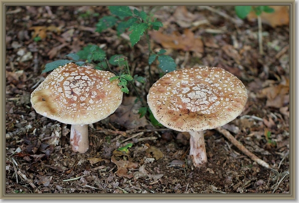 Parelamaniet - Amanita rubescens (3)
