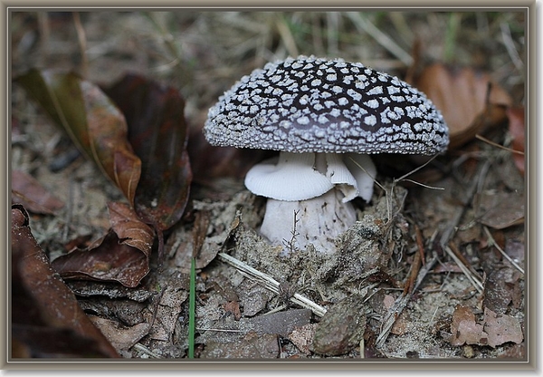 Panteramaniet - Amanita pantherina