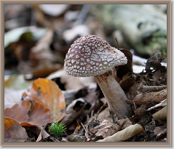 Parelamaniet - Amanita rubescens (4)