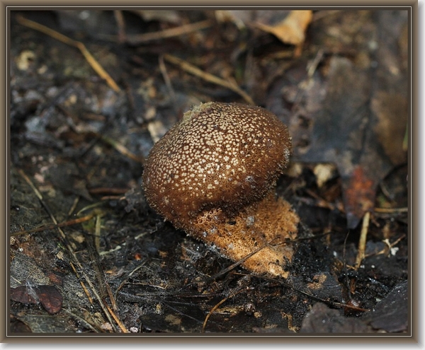 Zwartwordende stuifzwam - Lycoperdon nigrescens