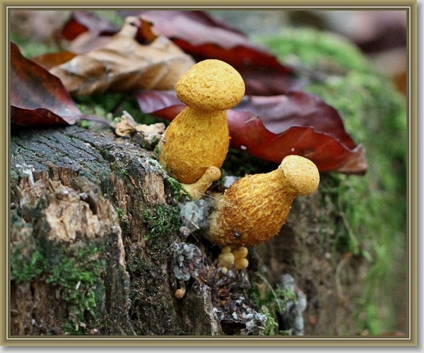 Prachtvlamhoed - Gymnopilus junonius