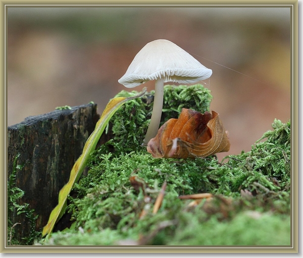 Mycena - Mycena spec.
