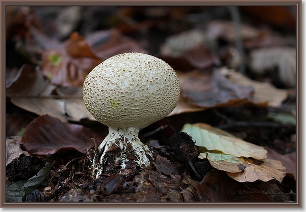 Wortelende aardappelbovist - Scleroderma verrucosum