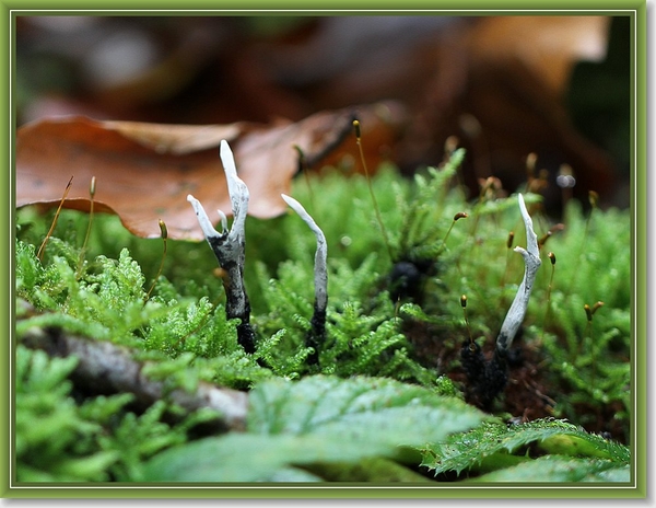 Geweizwam - Xylaria hypoxylon