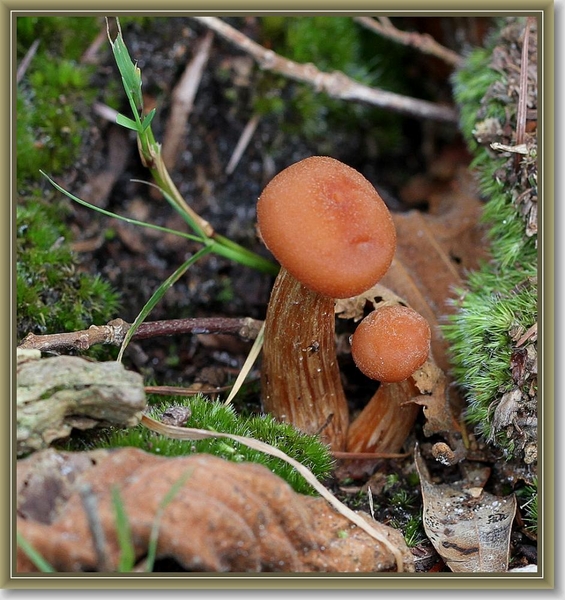 Gewone fopzwam - Laccaria laccata