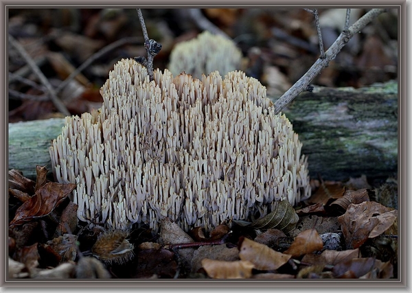 Rechte koraalzwam - Ramaria stricta (2)