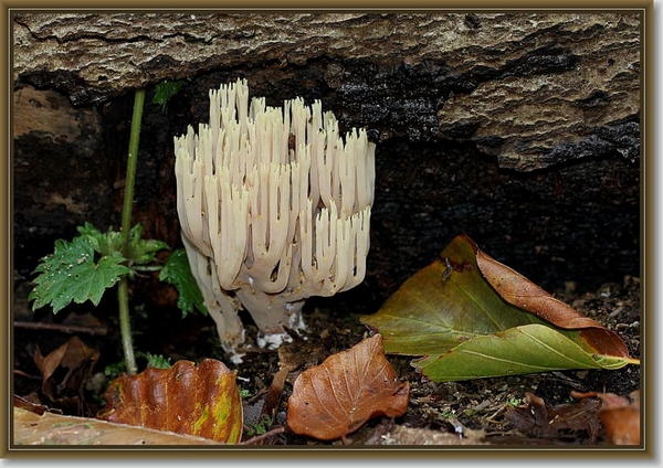 Rechte koraalzwam - Ramaria stricta (3)