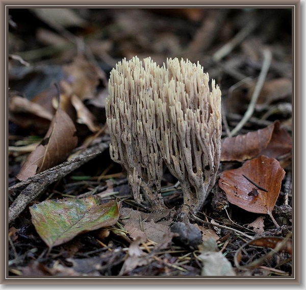 Rechte koraalzwam - Ramaria stricta (4)