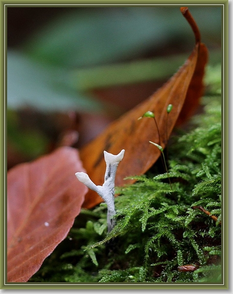 Geweizwam - Xylaria hypoxylon (2)