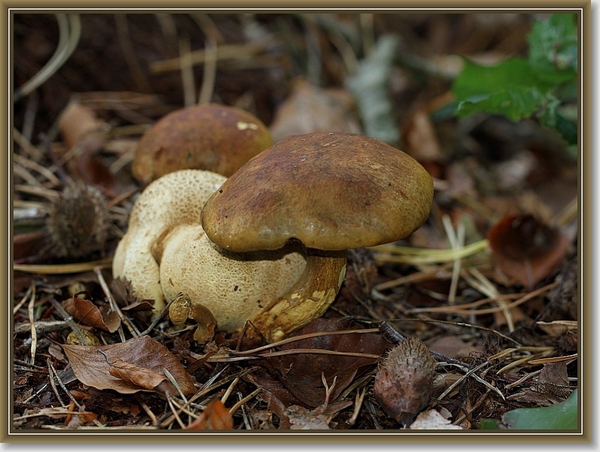 Kostgangerboleet - Pseudoboletus parasiticus