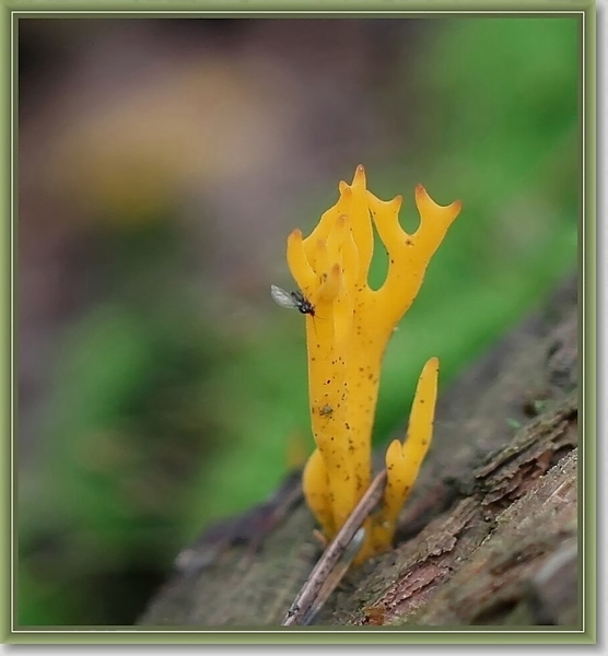 Kleverig koraalzwammetje - Calocera viscosa (2)
