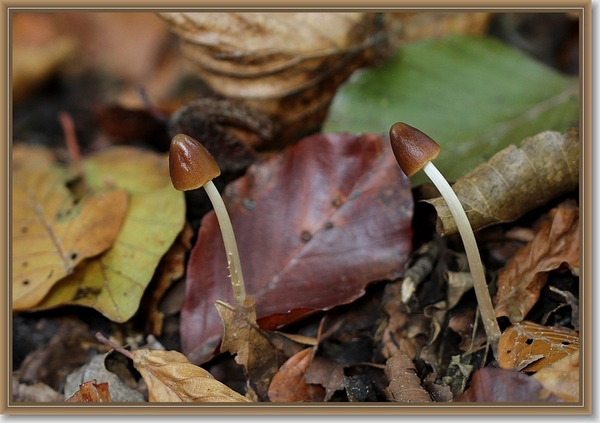Langsteelfranjehoed - Psathyrella conopilus