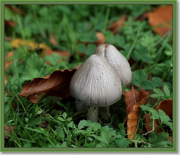 Kale inktzwam - Coprinus atramentarius