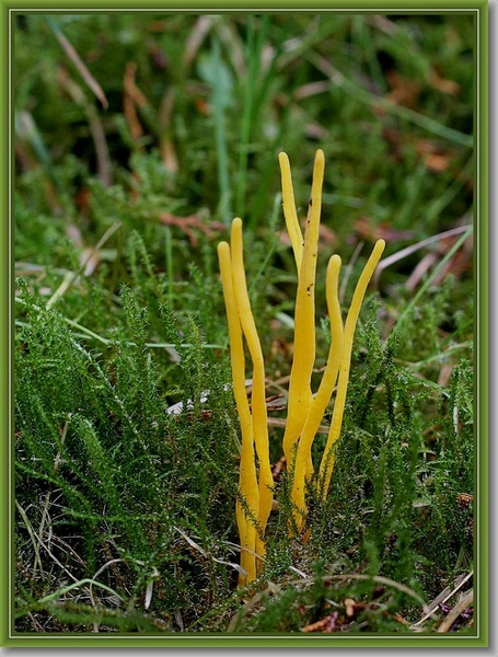 Gele knotszwam - Clavulinopsis helvola