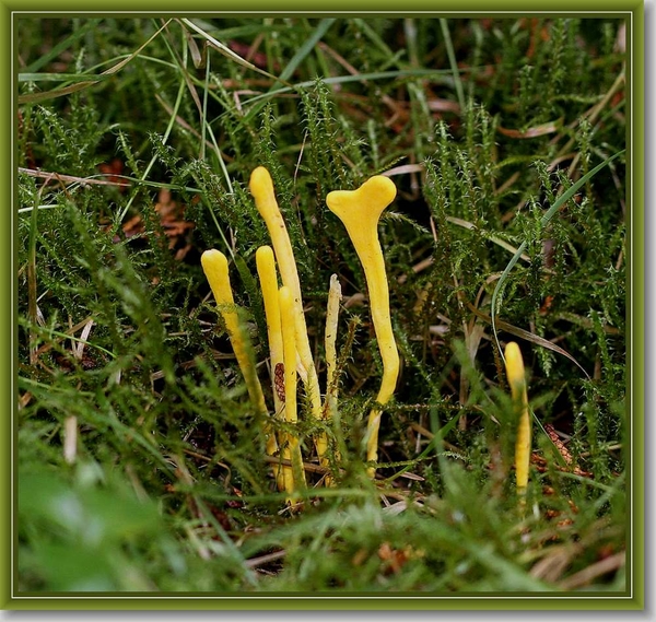 Gele knotszwam - Clavulinopsis helvola (2)