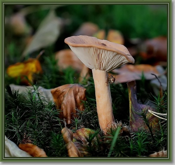 Roodbruine shijnridderzwam -  Lepista flaccida (2)