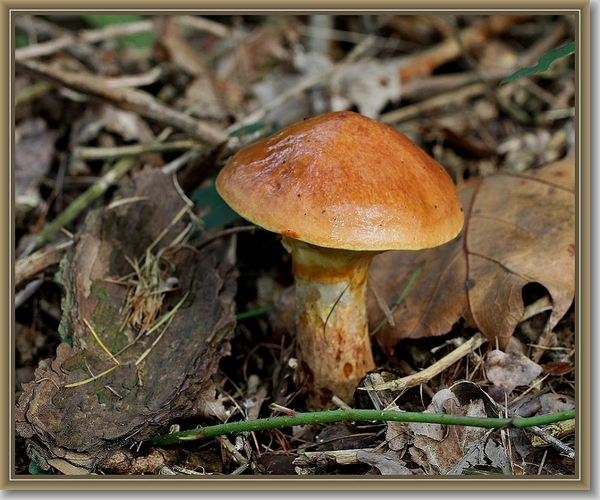 Gele ringboleet - Suillus grevillei (3)