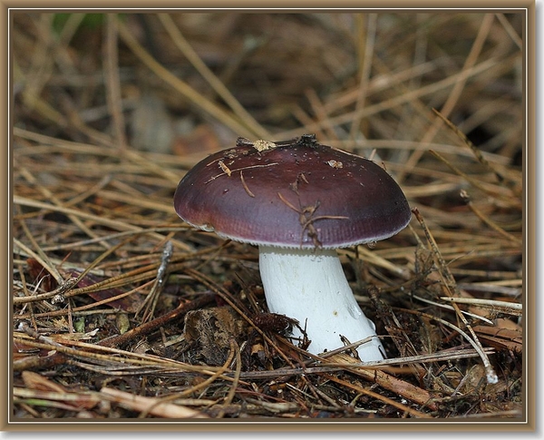 Papilrussula - Russula caerulea