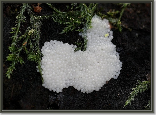 Slijmzwam spec. - Myxomyceta spec. (2)