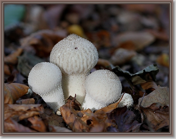 Plooivoetstuifzwam - Calvatia exipuliformis