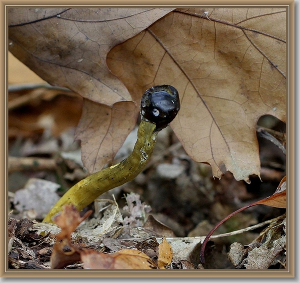 Grootsporige truffelknotszwam - Elaphocordyceps longisegmentis