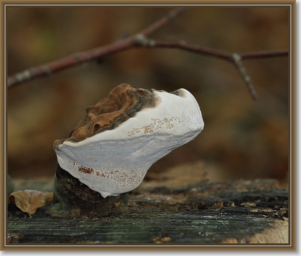 Dikrandtonderzwam - Ganoderma australe