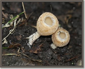 Gekarteld leemkelkje - Tarzetta catinus (2)