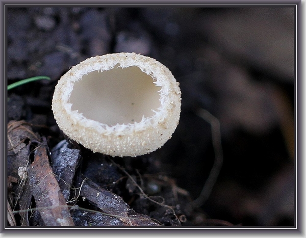 Gekarteld leemkelkje - Tarzetta catinus