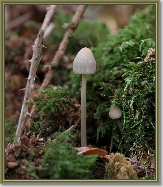 Gewoon elfenschermpje - Mycena pura