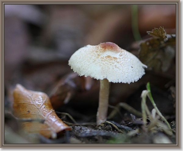 Stinkparasolzwam - Lepiota cristata