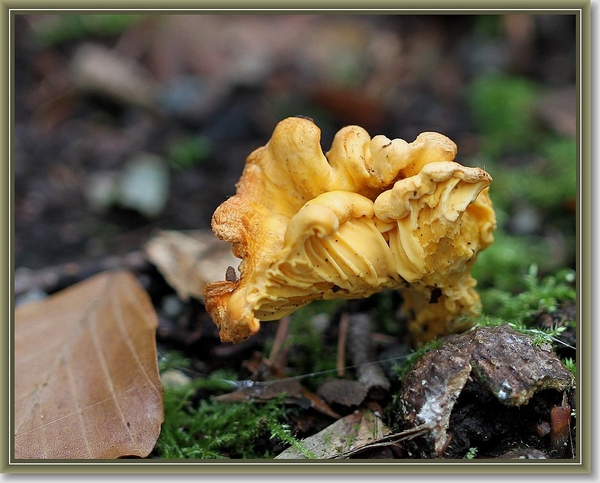 Hanenkam - Cantharellus cibarius