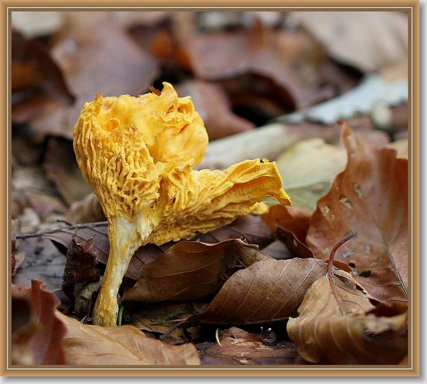 Hanenkam - Cantharellus cibarius (2)