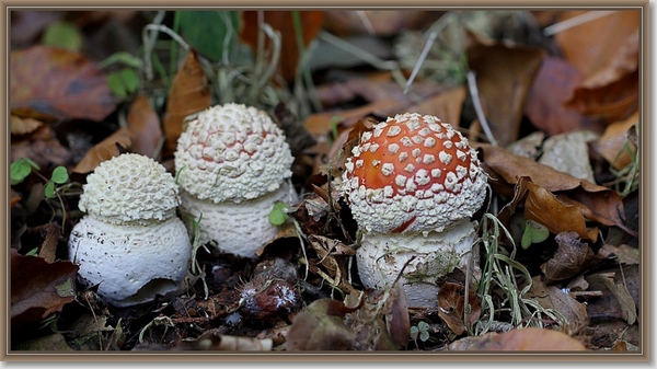 Vliegenzwam - Amanita muscaria (2)