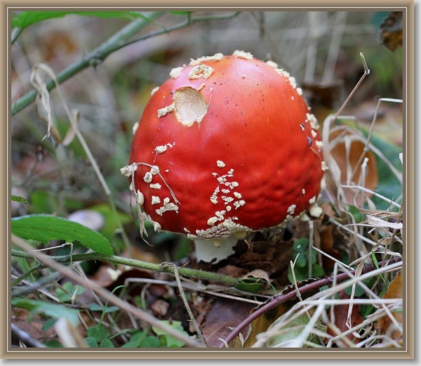 Vliegenzwam - Amanita muscaria (3)
