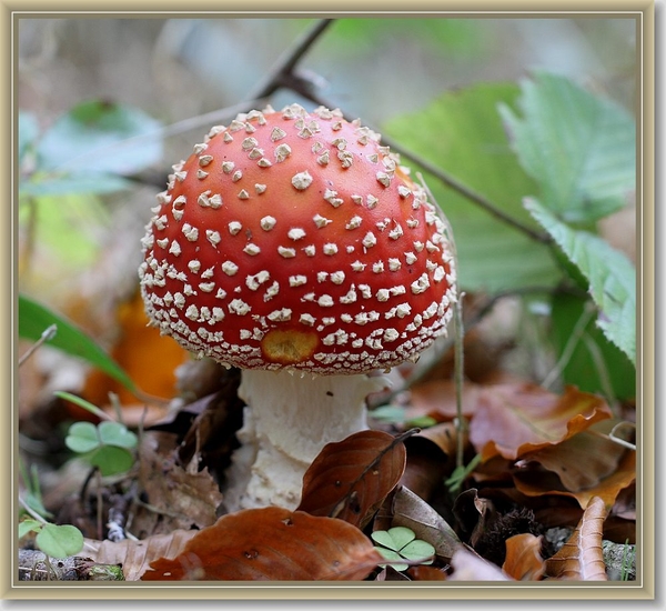 Vliegenzwam - Amanita muscaria (4)