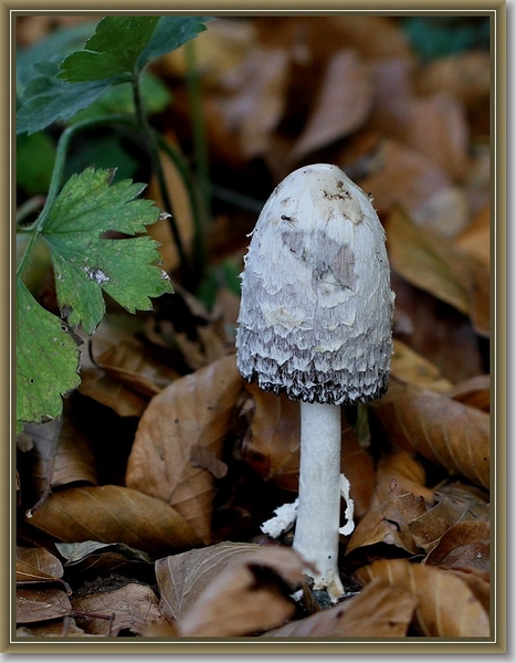 Geschubde inktzwam - Coprinus comatus