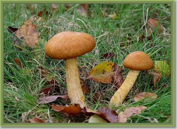 Prachtgordijnzwam - Cortinarius triumphans (1)