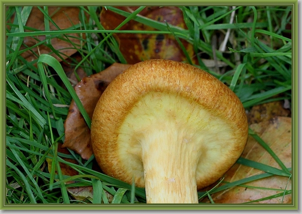 Prachtgordijnzwam - Cortinarius triumphans (2)