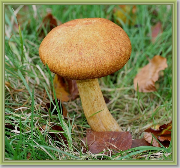 Prachtgordijnzwam - Cortinarius triumphans (3)