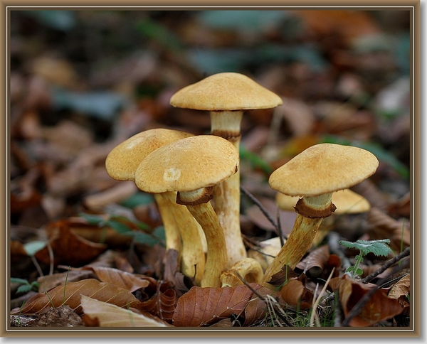 Prachtvlamhoed - Gymnopilus junonius