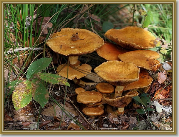 Prachtvlamhoed - Gymnopilus junonius (2)