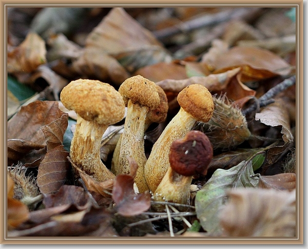Prachtvlamhoed - Gymnopilus junonius (3)