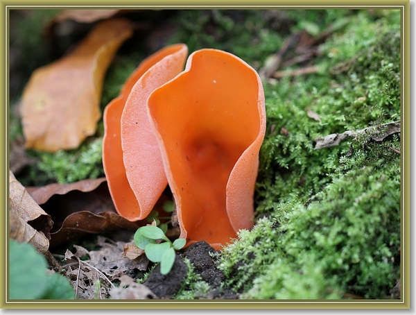 Grote oranje bekerzwam - Aleuria aurantia  (1)