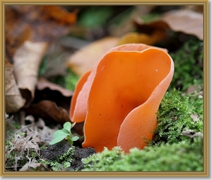 Grote oranje bekerzwam - Aleuria aurantia  (3)