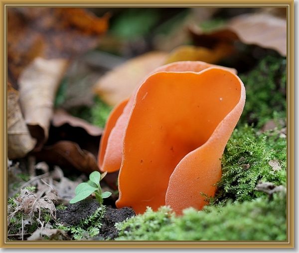 Grote oranje bekerzwam - Aleuria aurantia  (3)