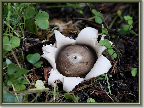 Gekraagde aardster - Geastrum triplex (3)