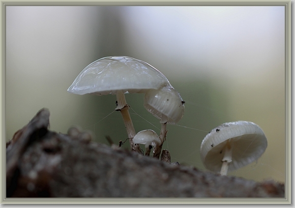 Porseleinzwam - Oudemansiella mucida  (1)